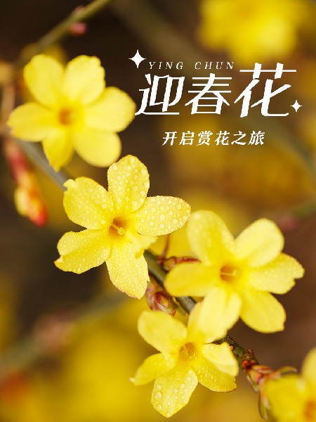 追花指南第二期！京城三月里最撩人的玉蘭觀賞地