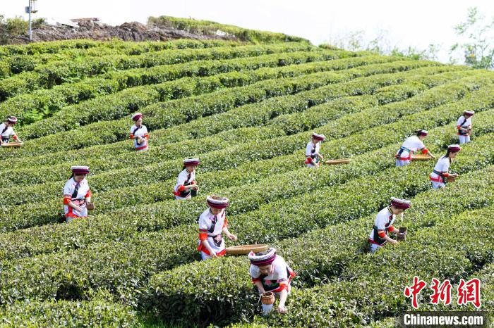 眾多白族村民身著民族服飾走進(jìn)茶園采摘?！钊A峰 攝