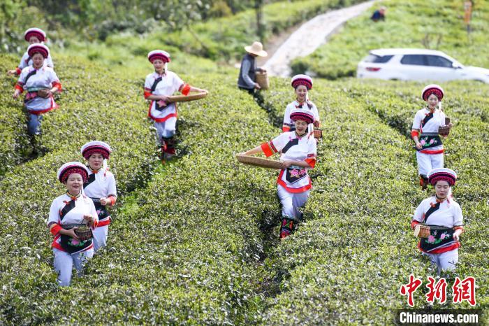 白族村民走進(jìn)茶園采摘?！钊A峰 攝