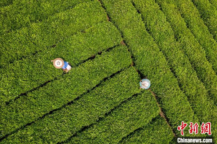 茶農(nóng)正在采摘新鮮茶葉?！√普?攝