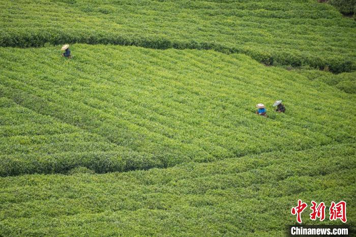 茶農(nóng)采摘谷雨茶?！√普?攝