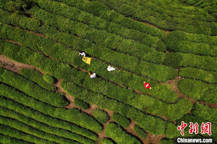 茶農(nóng)正在采摘新鮮茶葉?！√普?攝