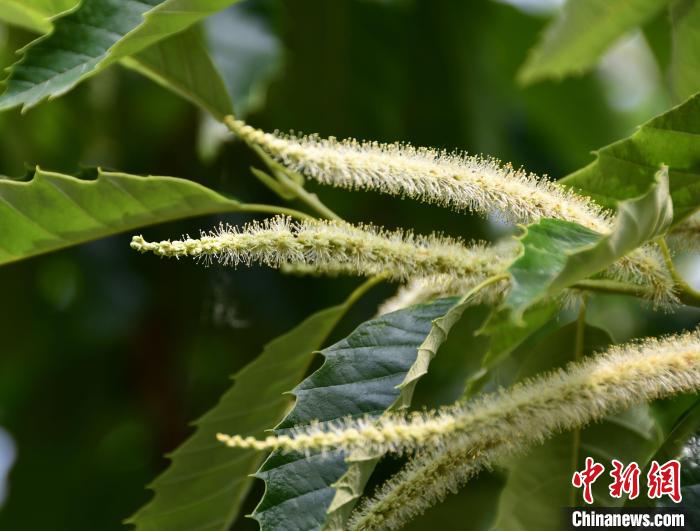 毛茸茸的栗花?！『略破?攝