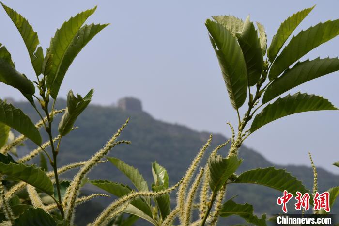 長城腳下，“栗”花盛開?！『略破?攝