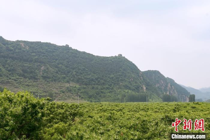 長城腳下萬畝栗花綻放，散發(fā)出淡淡清香。　郝云崎 攝