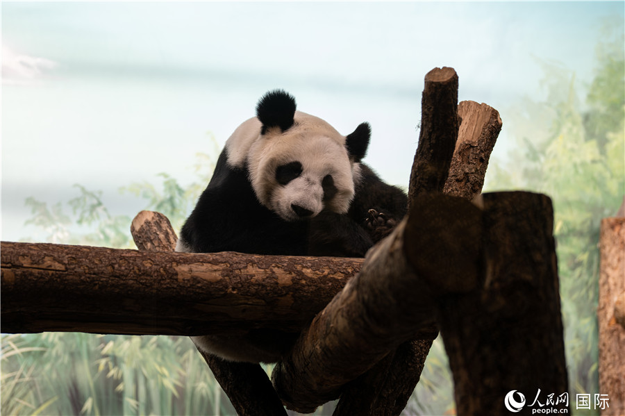 無比可愛的大熊貓“丁丁”。人民網(wǎng)記者 翁奇羽攝
