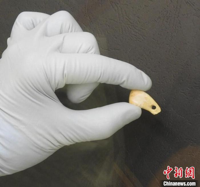 打孔鹿牙墜飾提取DNA后(圖片來自馬克斯·普朗克演化人類學(xué)研究所)?！∈┢樟指瘛ぷ匀?供圖