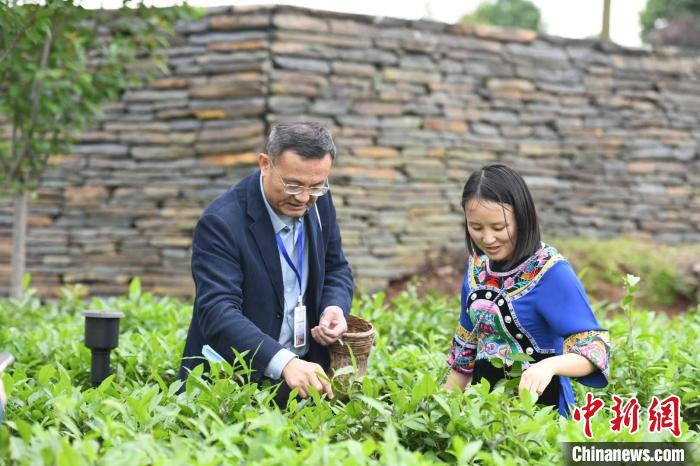 東盟國(guó)家媒體記者在辰龍關(guān)茶園采茶。　楊華峰 攝