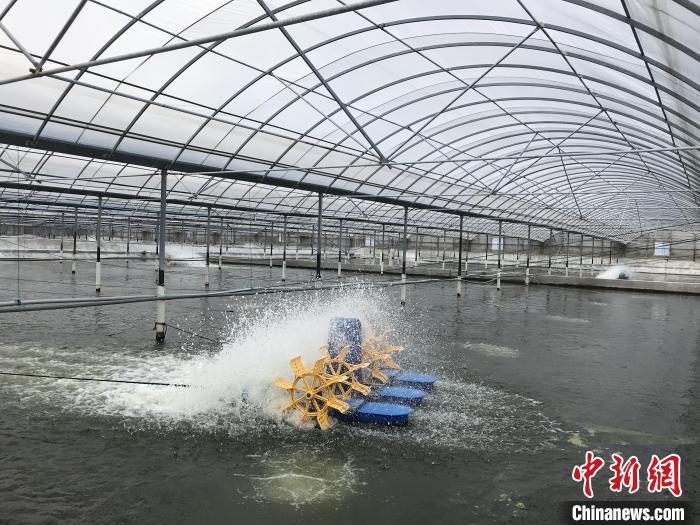 南美白對(duì)蝦養(yǎng)殖基地?！∠笊轿r蟹科技小院供圖