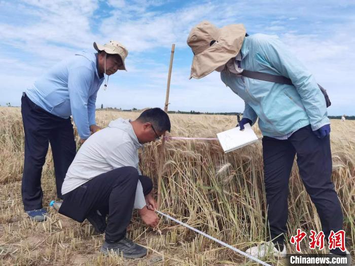 去年新疆冬小麥高產(chǎn)紀錄是863.8公斤?！⊙Μ| 攝