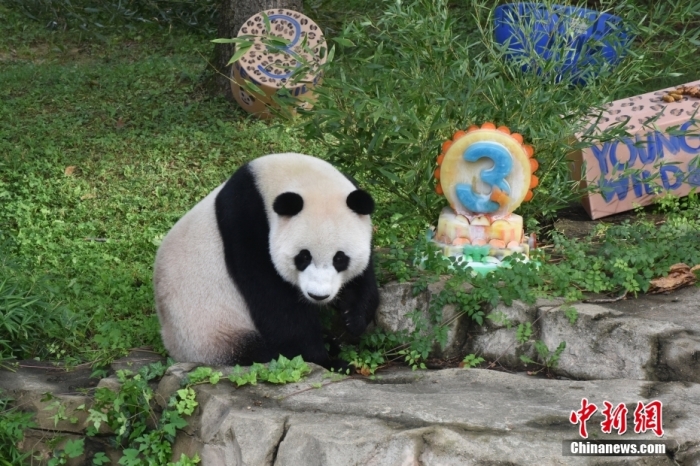當地時間8月21日，旅美大熊貓幼崽“小奇跡”迎來3周歲生日。華盛頓國家動物園給“小奇跡”舉辦了“生日派對”，眾多游客前來給“小奇跡”慶生。<a target='_blank' href='/'><p  align=