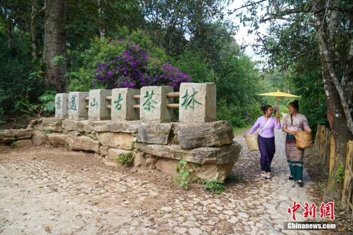 普洱景邁山古茶林文化景觀位于中國云南省普洱市瀾滄拉祜族自治縣惠民鎮(zhèn)。<a target='_blank' href='/' _fcksavedurl='/'><p  align=