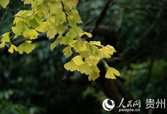 觀山湖公園秋意漸濃。人民網(wǎng) 陽茜攝