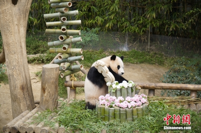 資料圖：旅韓大熊貓“福寶”。<a target='_blank' href='/'><p  align=
