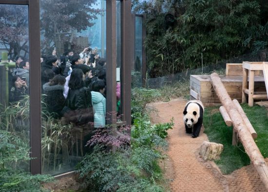 2月20日，韓國民眾在韓國愛寶樂園參觀大熊貓“福寶”。新華社記者姚琪琳攝