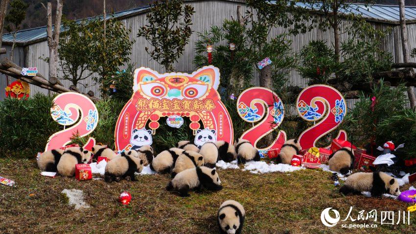 熊貓寶寶賀新春、迎冬奧。李傳有攝