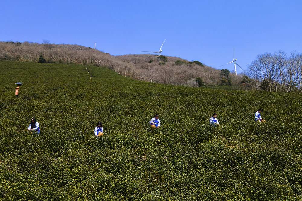 茶農(nóng)們搶抓晴好天氣采摘春茶。楊云中攝