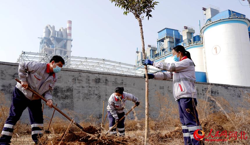 邢臺金隅職工在石邢公路沿線植樹。 宋繼昌攝