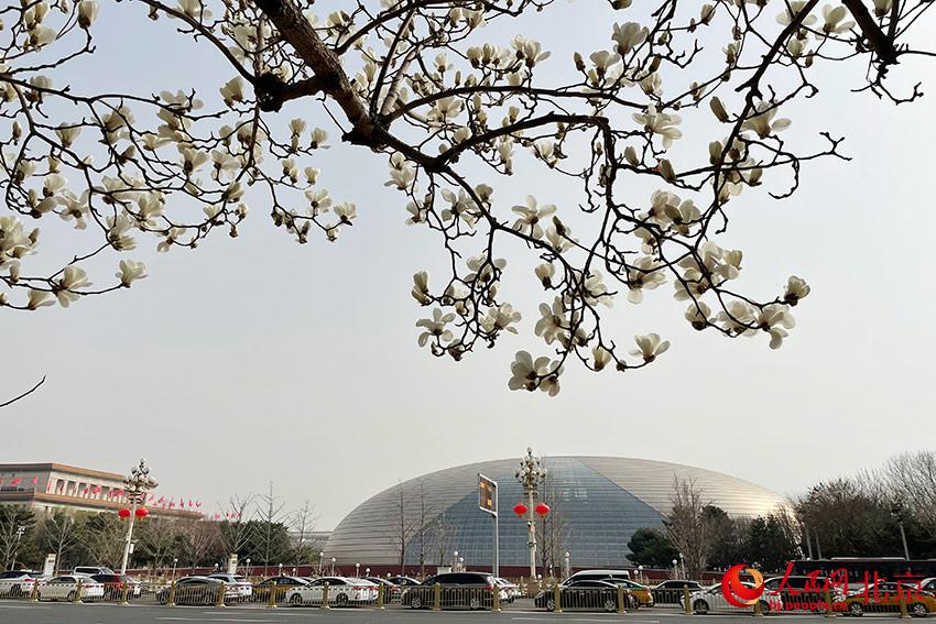 長安街畔玉蘭綻放。人民網(wǎng) 尹星云攝