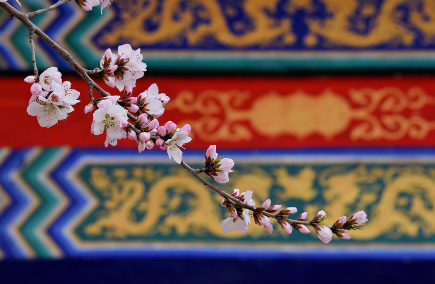 “云”賞桃花相映紅。紅橋區(qū)委宣傳部供圖