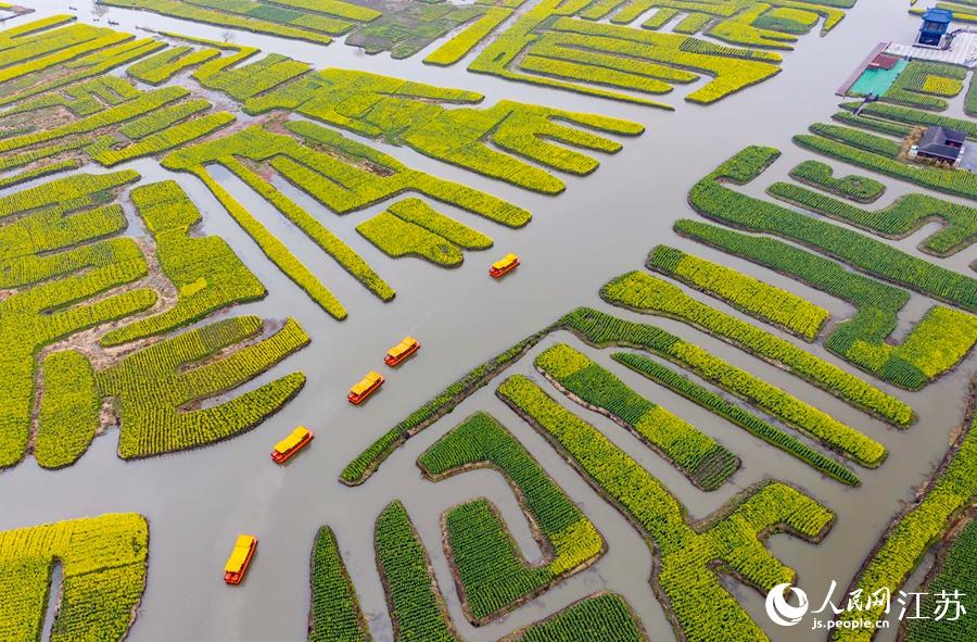 萬(wàn)畝“垛田”陸續(xù)披上金裝。周社根攝