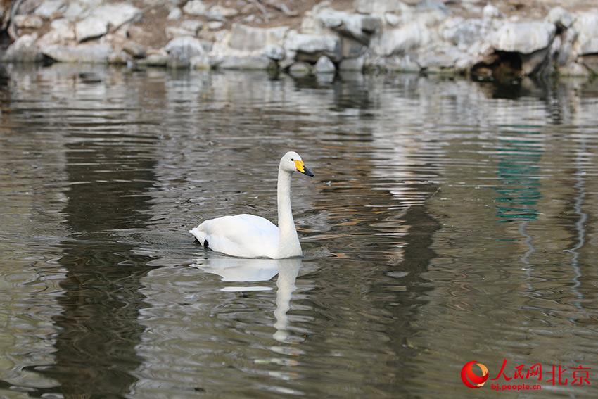 北京動(dòng)物園水禽湖上，水鳥游弋其中，傳遞春的消息。人民網(wǎng) 尹星云攝