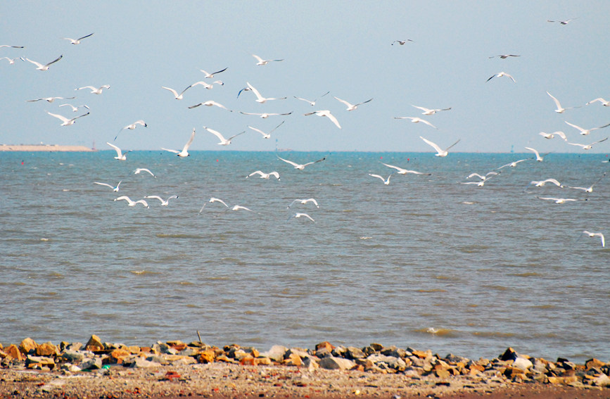 “鳥(niǎo)中大熊貓”遺鷗飛抵濱城。戈榮喜攝