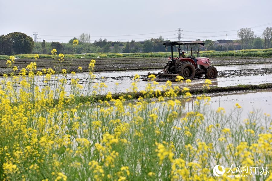 第一批早稻開始插播。崔煒攝