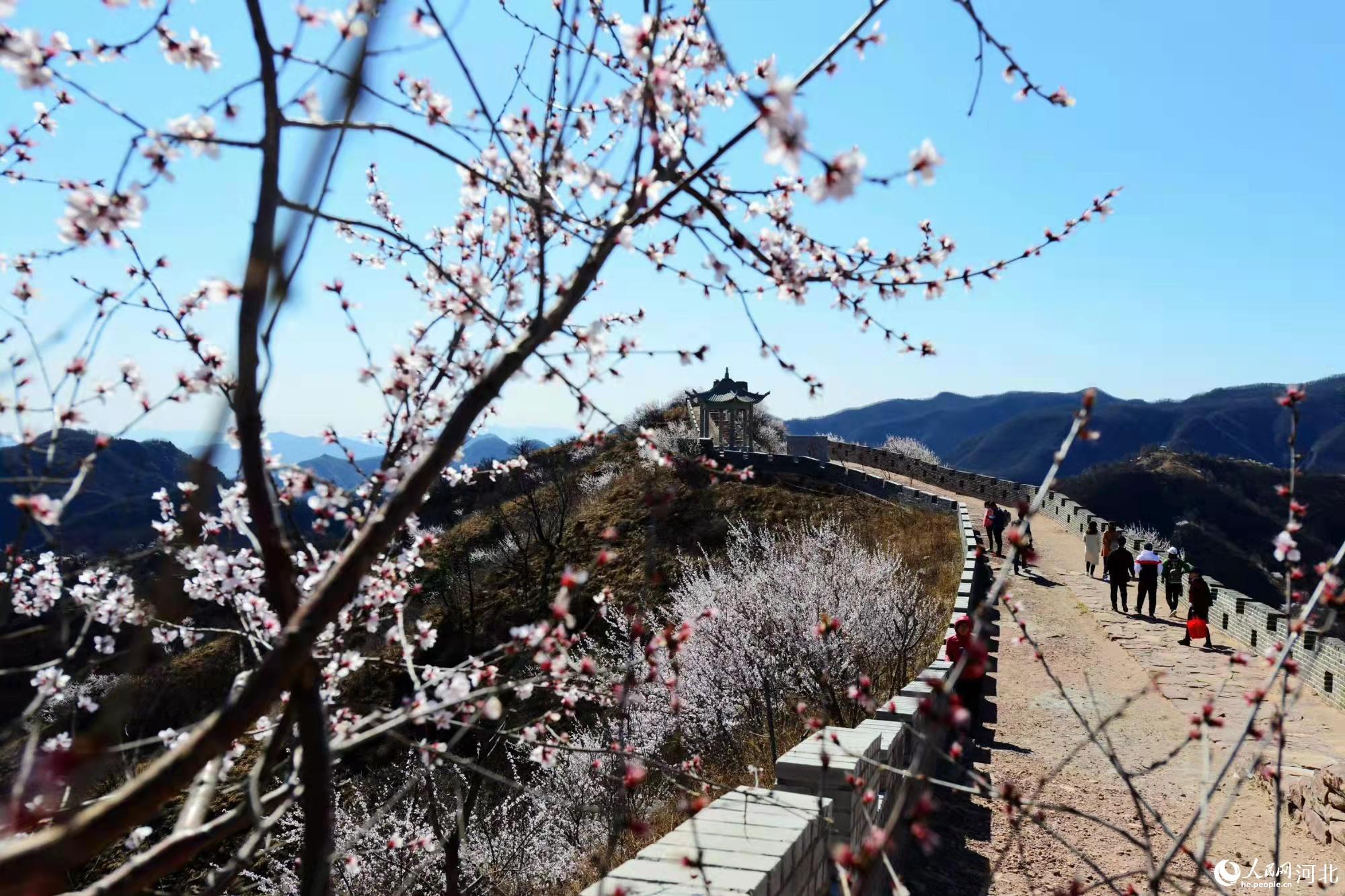 邢臺(tái)九龍峽景區(qū)鮮花盛開(kāi)。 馬健攝