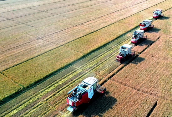 今年6月，河北省衡水市阜城縣碼頭鎮(zhèn)戈家墳村的麥田里，大型聯(lián)合收割機(jī)“組團(tuán)”作業(yè)。 苗鳳強(qiáng)攝