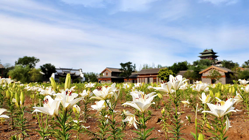 北京世園公園百合陸續(xù)盛放。（北京世園公園供圖）