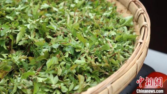 圖為班瑪藏雪茶。　孫睿 攝