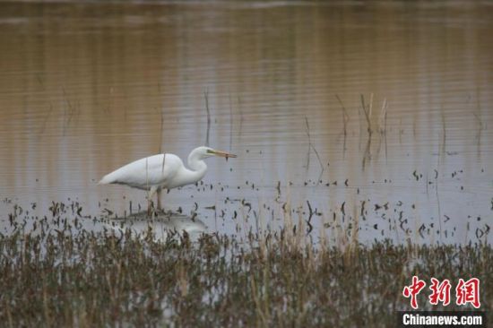 圖為大白鷺?？婶斂撕?托素湖自然保護(hù)區(qū)服務(wù)中心供圖 　　