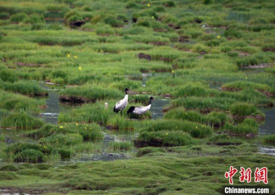 圖為祁連山國(guó)家公園青海片區(qū)內(nèi)的黑頸鶴?！∑钸B山國(guó)家公園青海省管理局供圖 攝