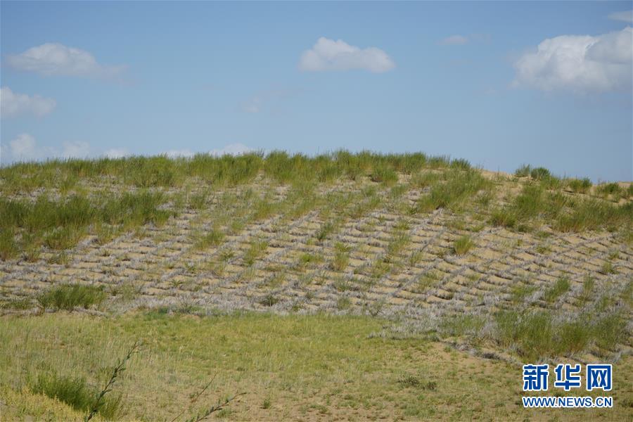 （決戰(zhàn)決勝脫貧攻堅(jiān)·圖文互動）（3）高原鄉(xiāng)鎮(zhèn)沙珠玉 治沙斗貧成“綠?！薄嗪Ｊ」埠涂h沙珠玉鄉(xiāng)采訪見聞