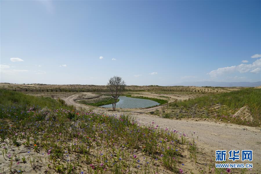 （決戰(zhàn)決勝脫貧攻堅(jiān)·圖文互動）（4）高原鄉(xiāng)鎮(zhèn)沙珠玉 治沙斗貧成“綠?！薄嗪Ｊ」埠涂h沙珠玉鄉(xiāng)采訪見聞