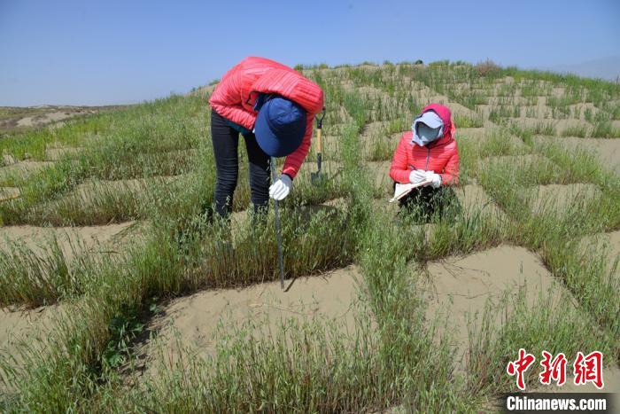 圖為工作人員在調(diào)查沙障技術(shù)成果。　張登山 攝