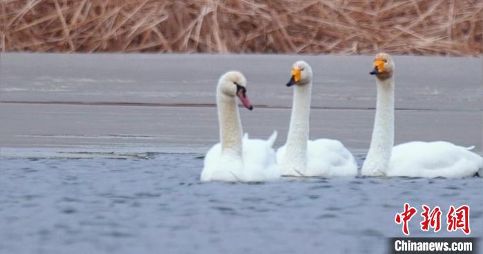 圖為疣鼻天鵝與大天鵝?！∏嗪?guó)家公園觀鳥協(xié)會(huì)供圖 攝