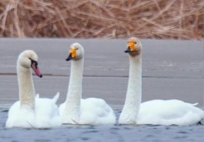 圖為疣鼻天鵝與大天鵝?！∏嗪?guó)家公園觀鳥協(xié)會(huì)供圖 攝