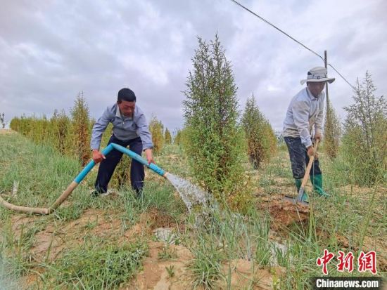 圖為扎西和村民給樹澆水?！∑钤鲚怼z
