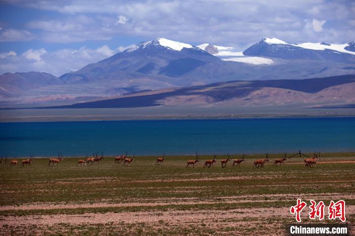 從317國道遠(yuǎn)眺達(dá)則錯(cuò)，湖岸藏羚羊與雪山美景令人矚目。　<a target='_blank' ><p  align=