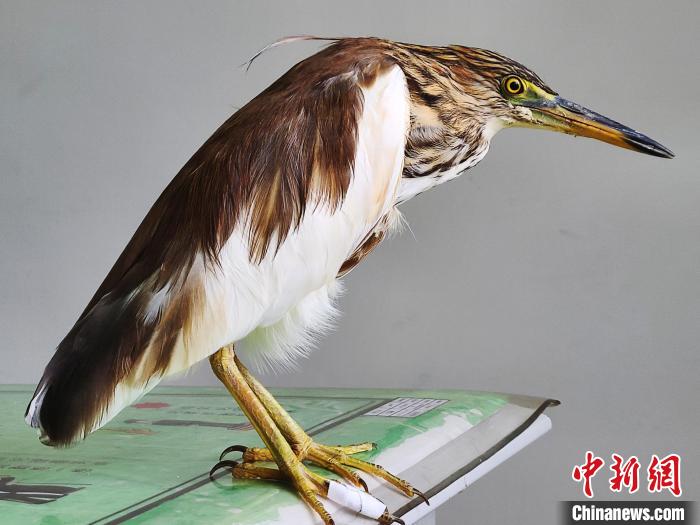 圖為被救助的國家一級重點(diǎn)保護(hù)動物池鷺?！×鴿商?攝