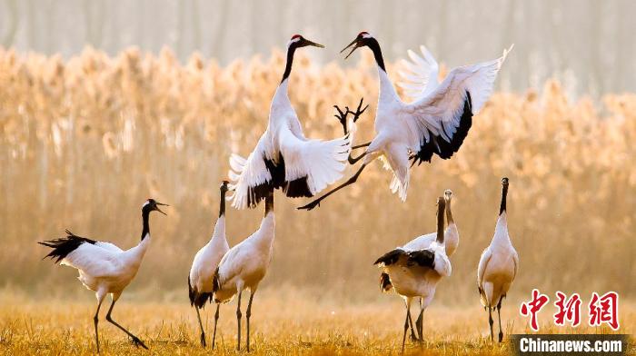 江蘇鹽城黃海濕地上的丹頂鶴?！←}城市委宣傳部供圖