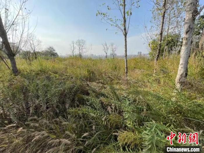 發(fā)現(xiàn)的加拿大一枝黃花?！畈?攝
