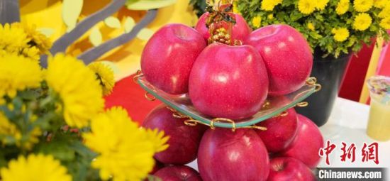 2021年10月15日，中國蘋果首屆產(chǎn)銷峰會暨甘肅平?jīng)龉焚Q(mào)易大會在平?jīng)鍪徐o寧縣開幕。(資料圖) 魏建軍 攝