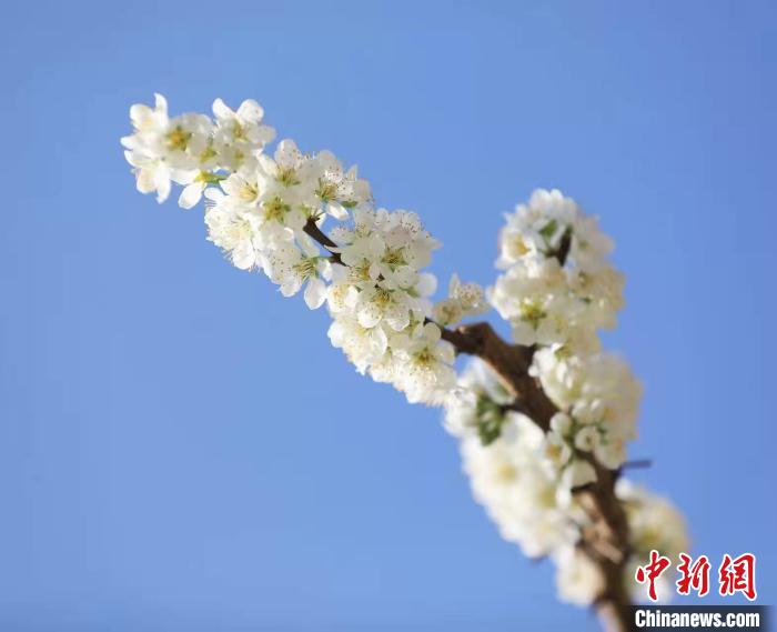 李花盛開(kāi)?！『吻搴?攝