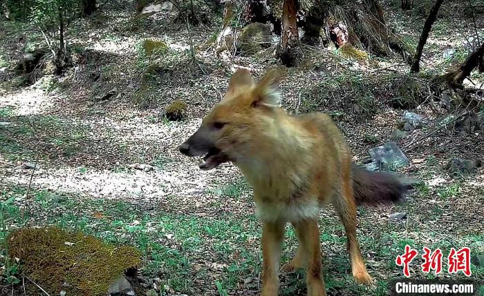 青?；ブ鄙搅謪^(qū)首次記錄到豺活動影像