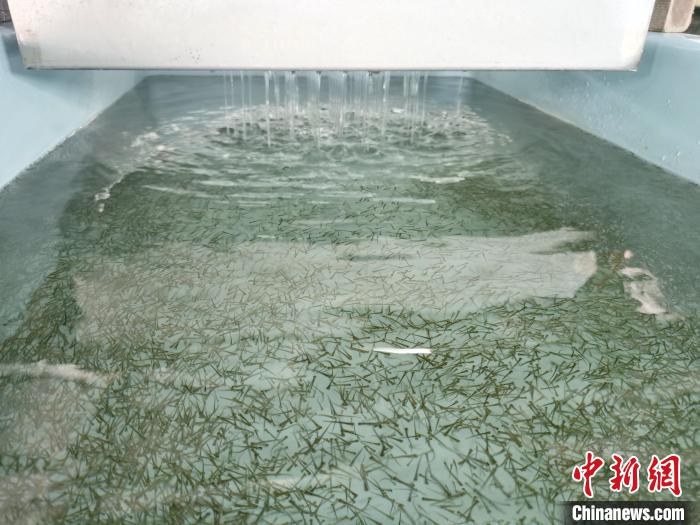 圖為正在育苗?！?zhí)砀?攝