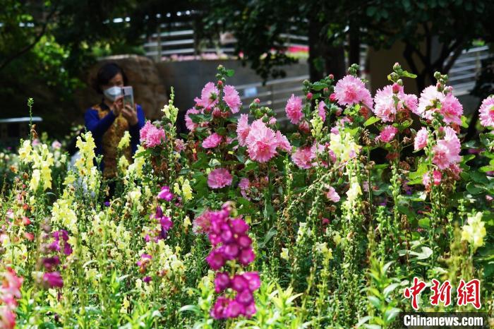 圖為市民在西寧園林植物園內(nèi)賞花拍照?！●R銘言 攝