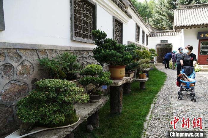 圖為市民在西寧園林植物園內(nèi)觀賞盆景?！●R銘言 攝